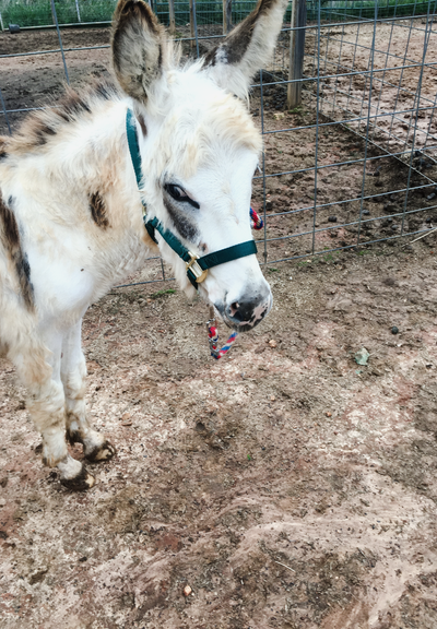 How to Support Donkey Sanctuaries and Rescues