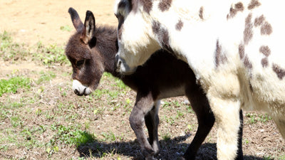 How to Care for a Donkey: A Comprehensive Guide for New Owners